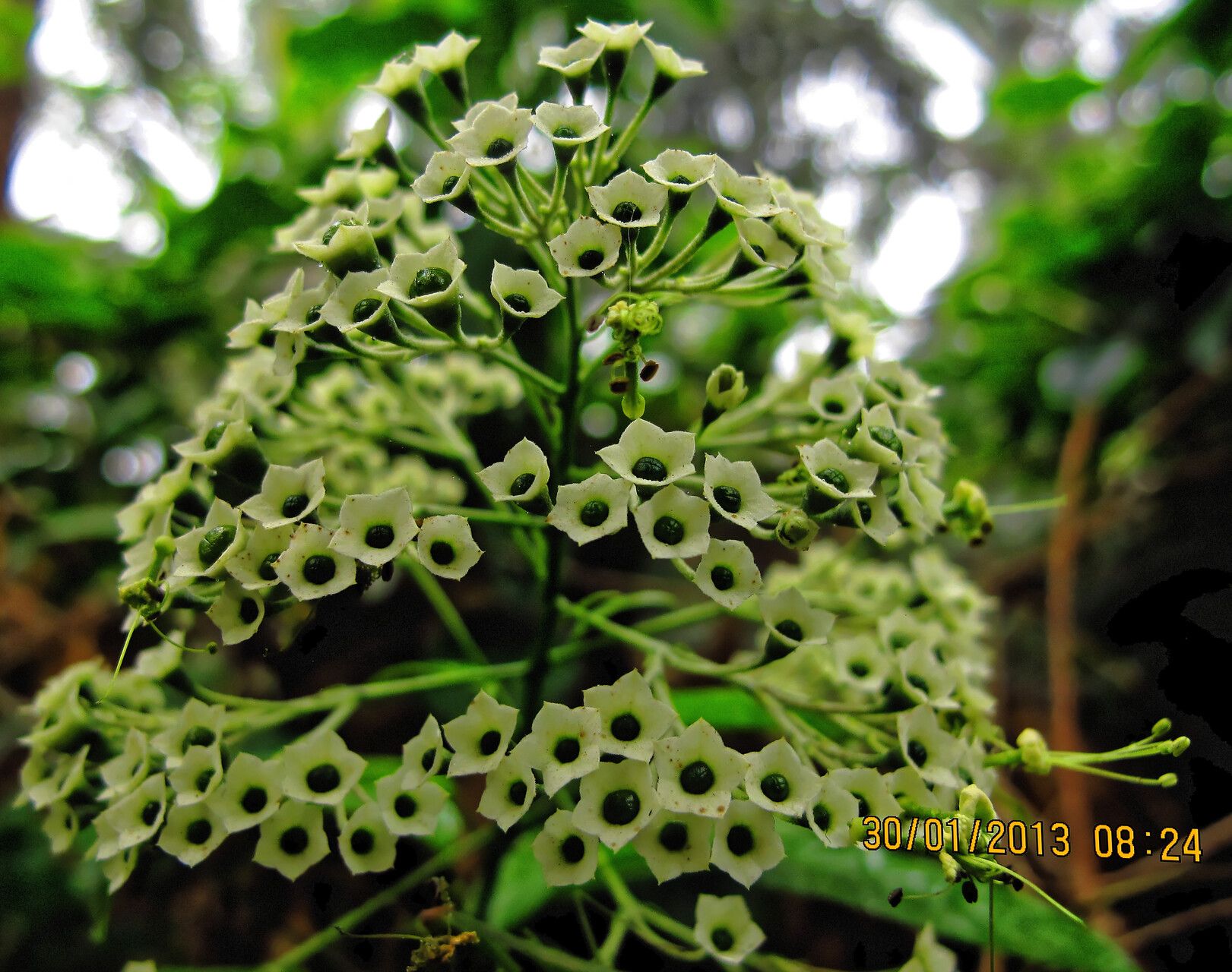 Clerodendrum volubile flower
