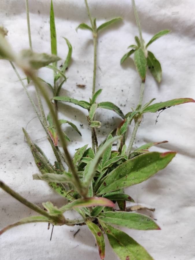 Froelichia gracilis — related species from the same genus