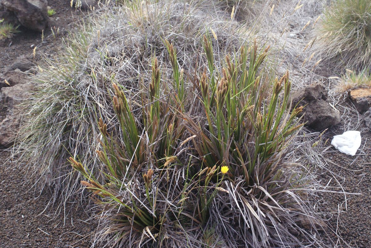 Carex borbonica habit