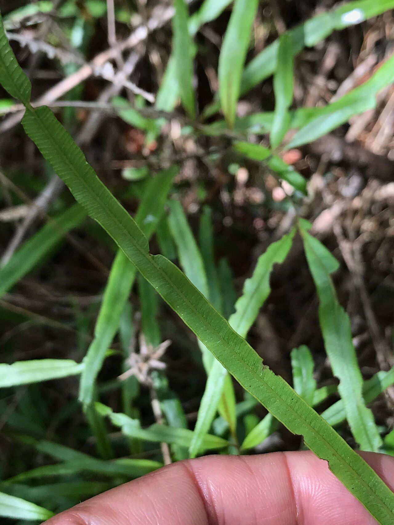 Pteris remotifolia — search result for 'Pteris'