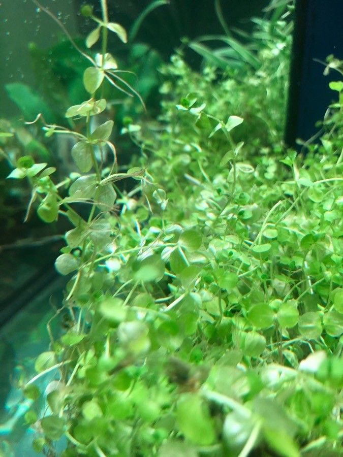 Micranthemum umbrosum — search result for 'Scrophulariaceae'