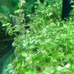 Micranthemum umbrosum