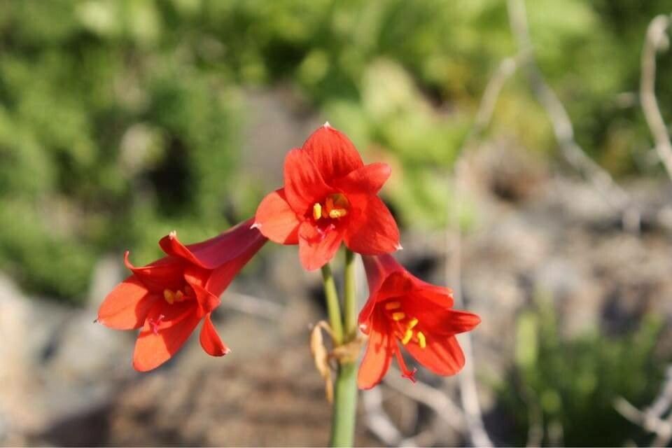 Zephyranthes phycelloides — houseplant care guide