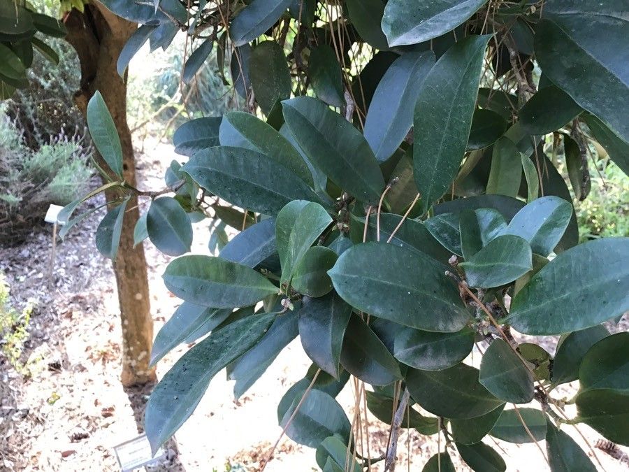 Baloghia inophylla — houseplant care guide