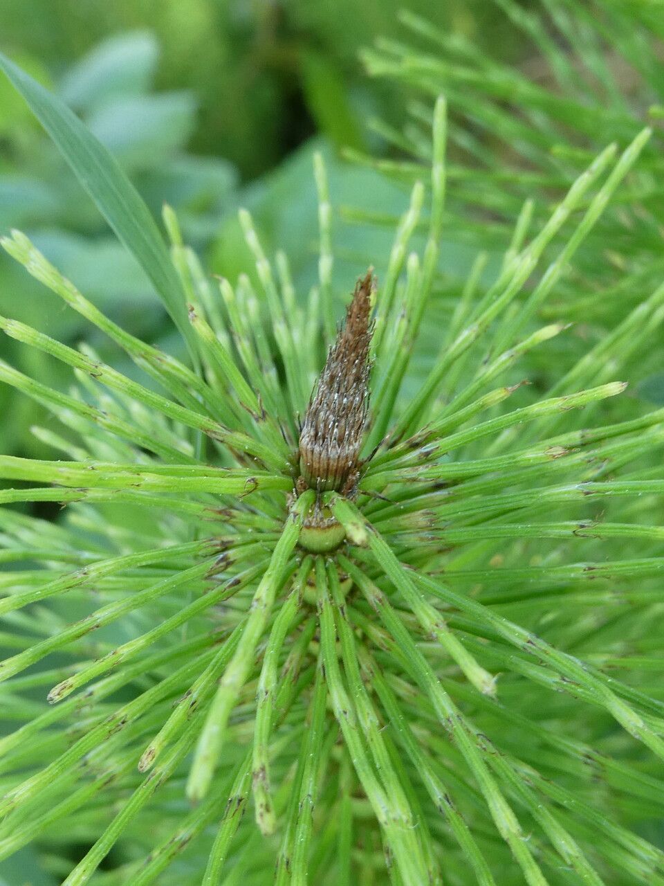 Equisetum telmateia flower