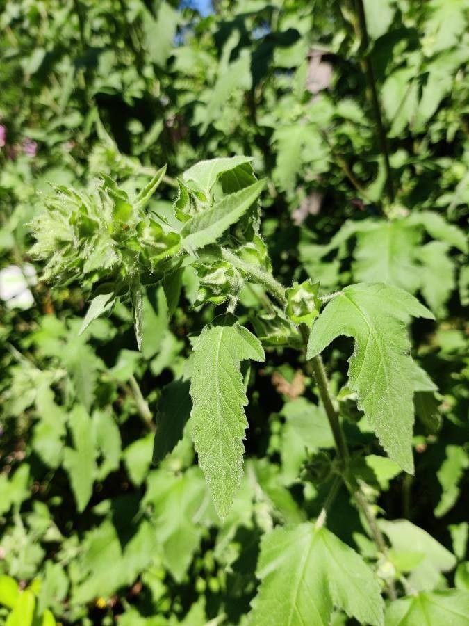 Lavatera punctata leaf
