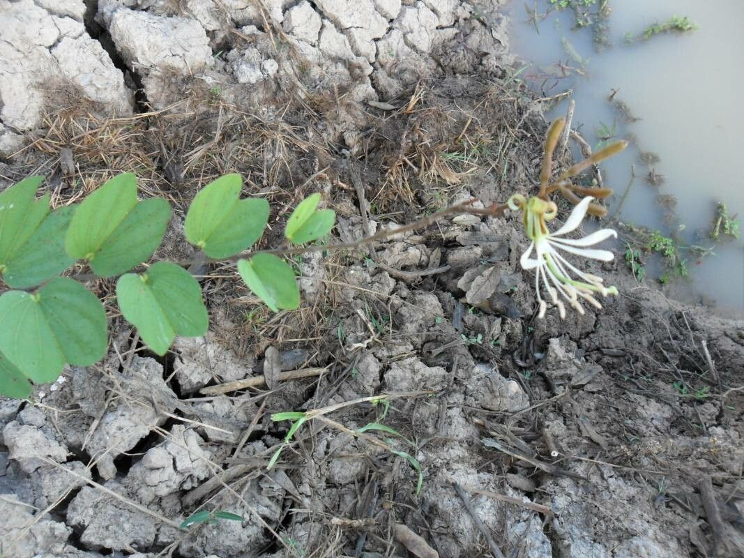 Bauhinia rufa flower