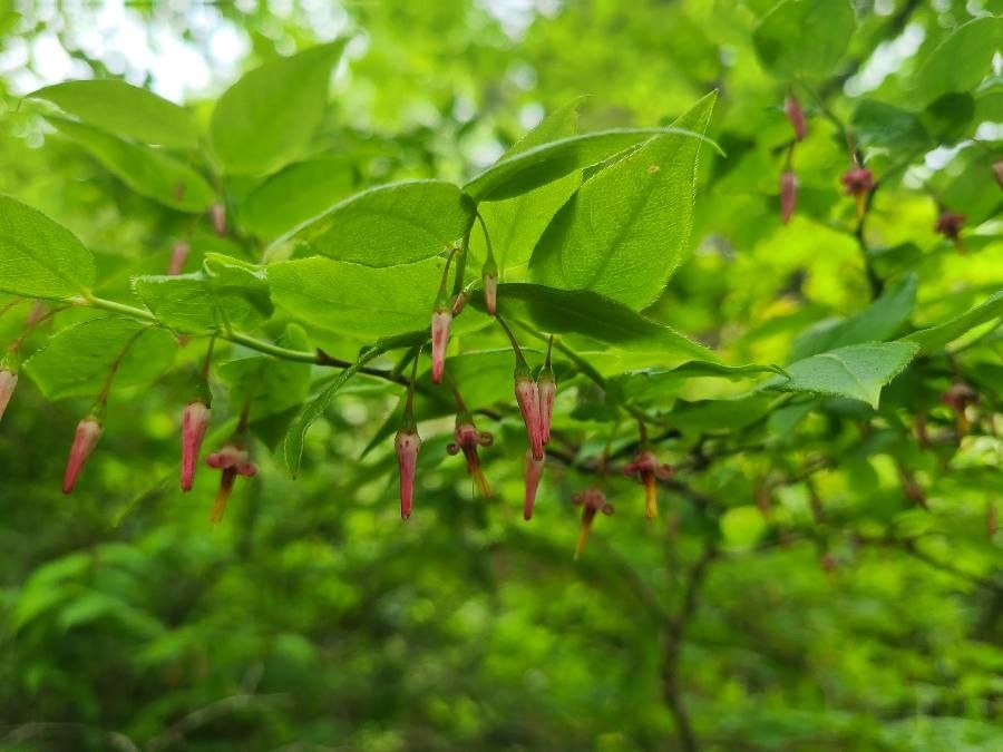 Vaccinium erythrocarpum — search result for 'Georgia'