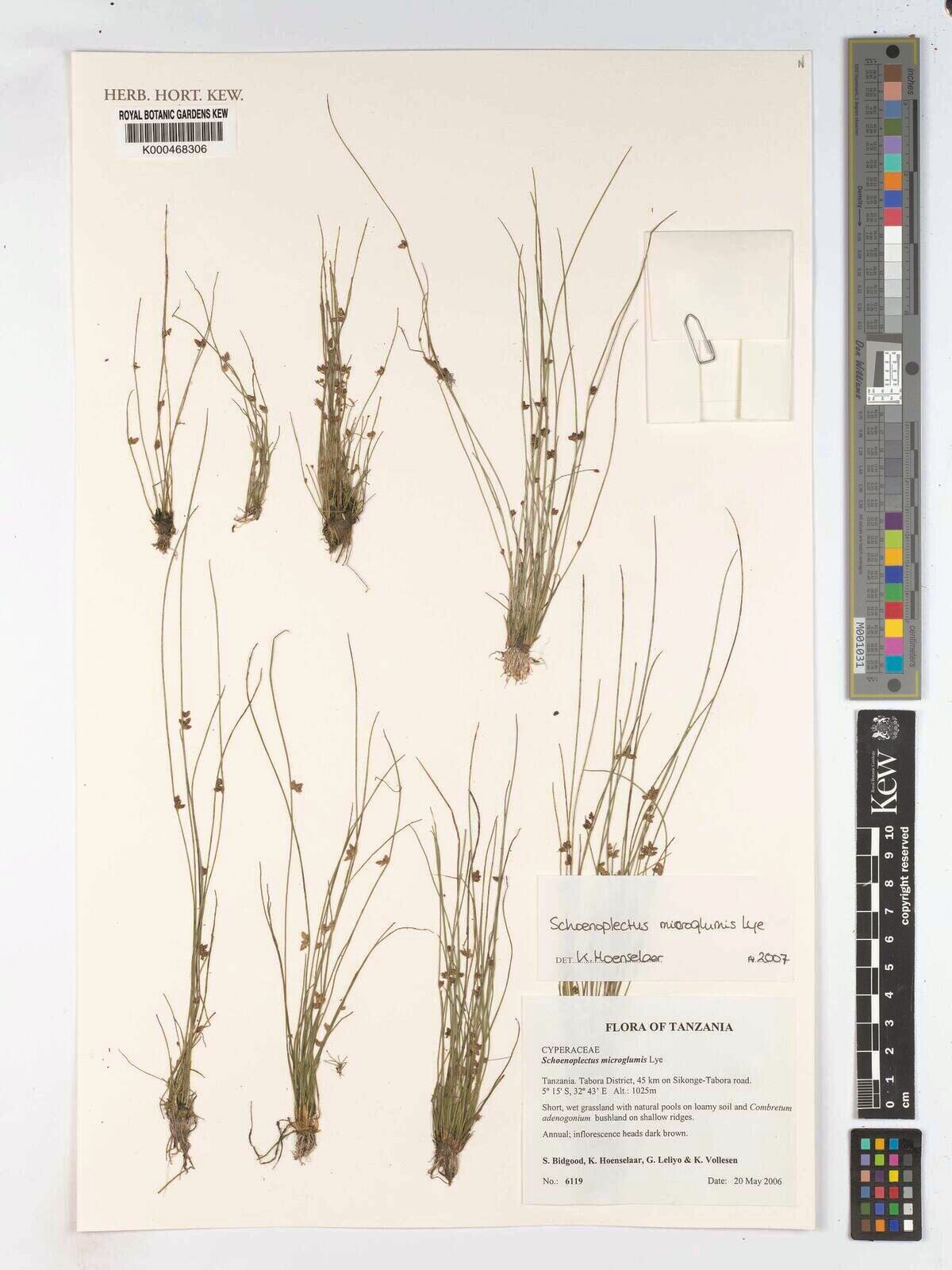 Schoenoplectiella microglumis — houseplant care guide