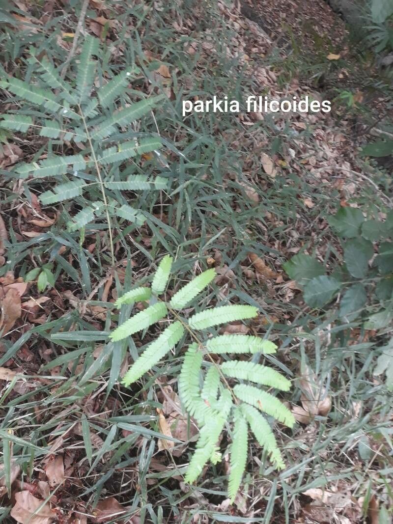 Parkia filicoidea — search result for 'Angola'