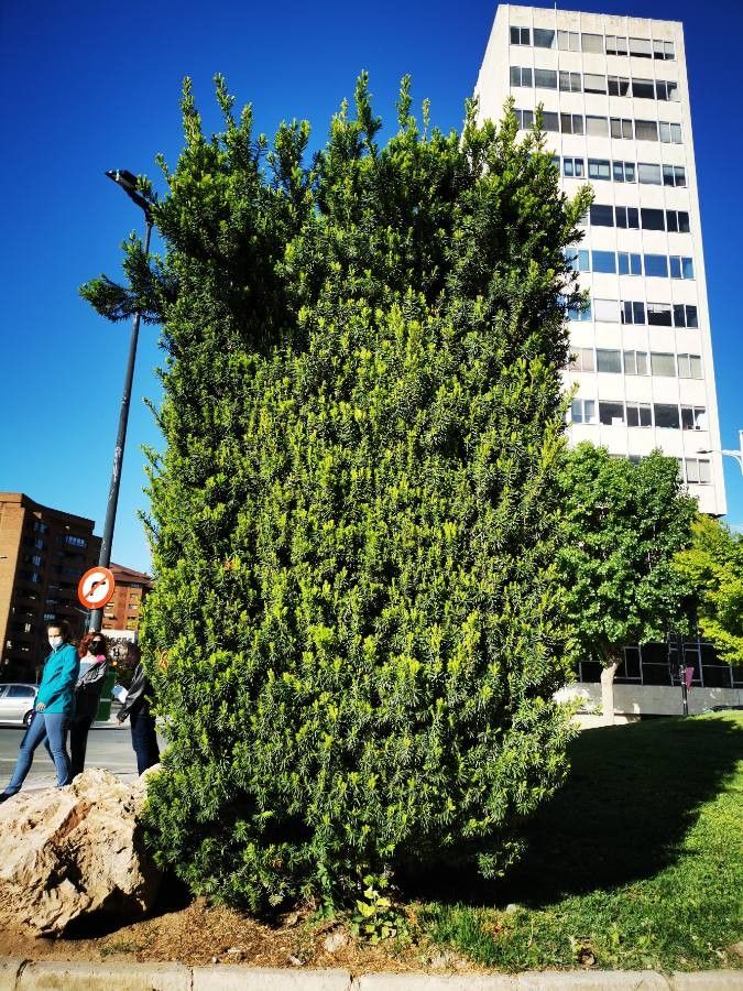 Keteleeria davidiana habit