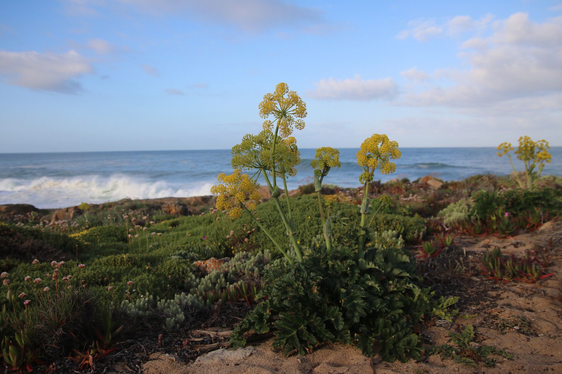Thapsia nitida flower
