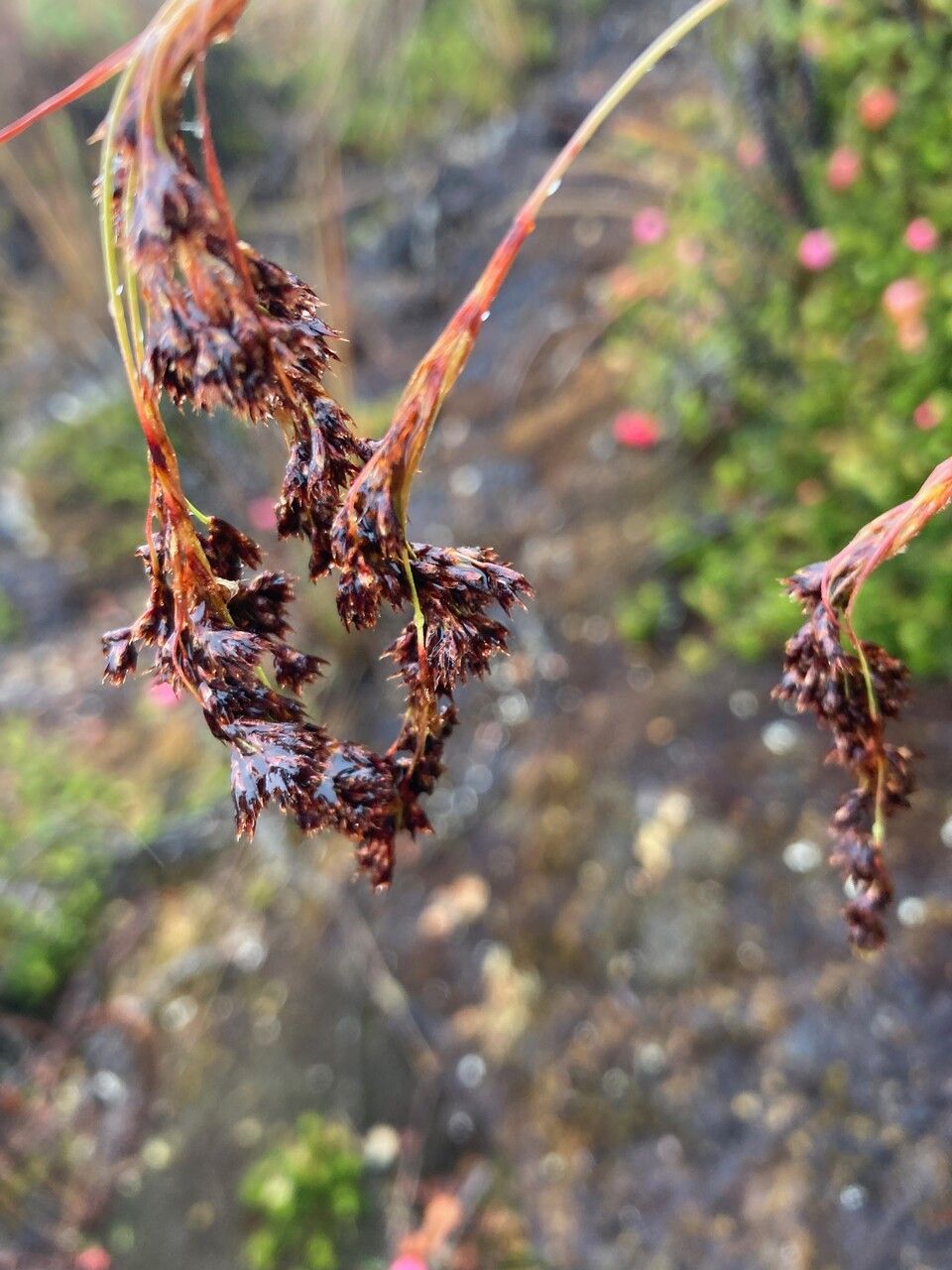 Luzula gigantea flower