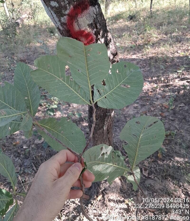 Aspidosperma subincanum — houseplant care guide