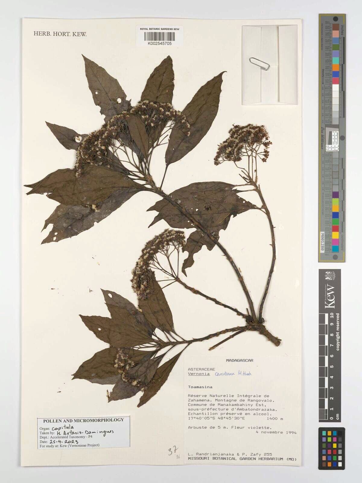 Vernonia carnotiana — houseplant care guide