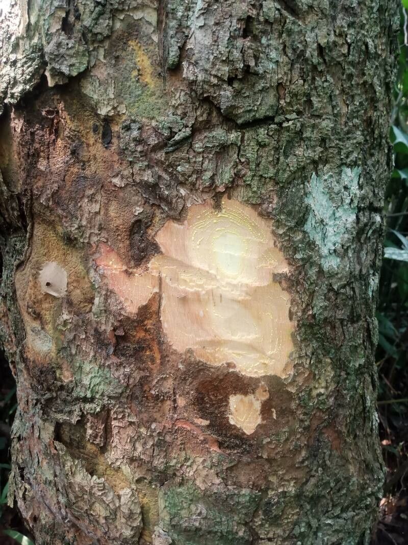 Garcinia epunctata bark