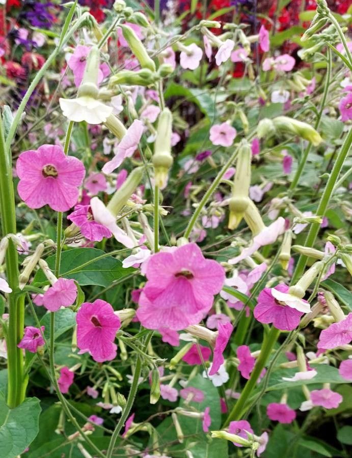 Nicotiana x sanderae flower