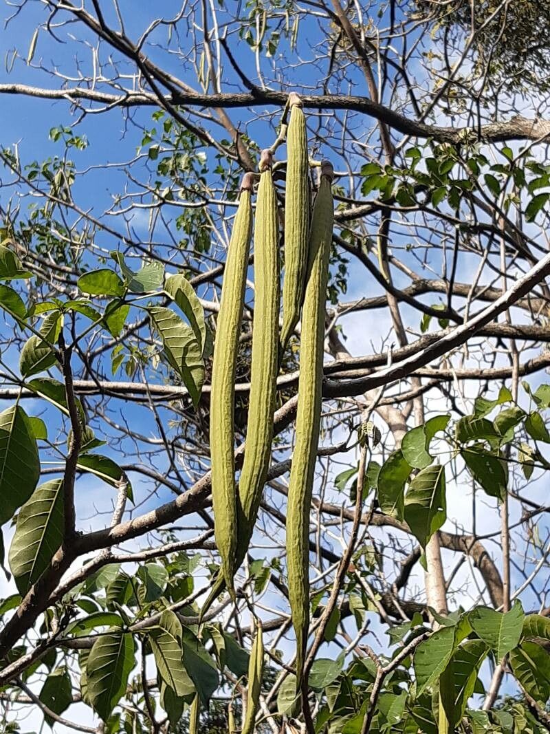 Tabebuia rosea fruit