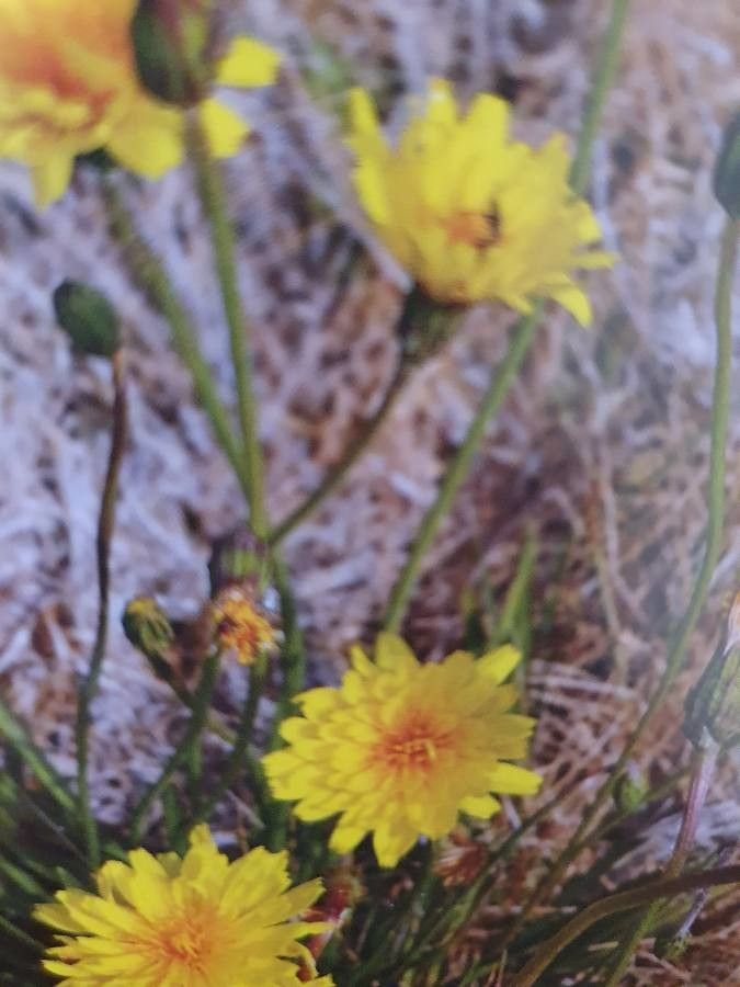 Microseris lanceolata flower