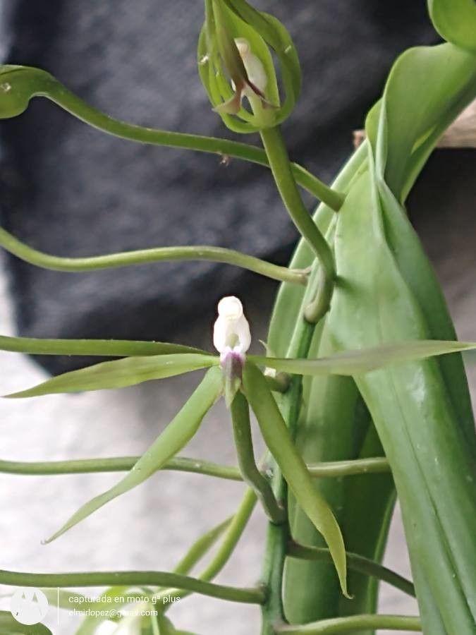 Epidendrum lacertinum — search result for 'Epidendrum'