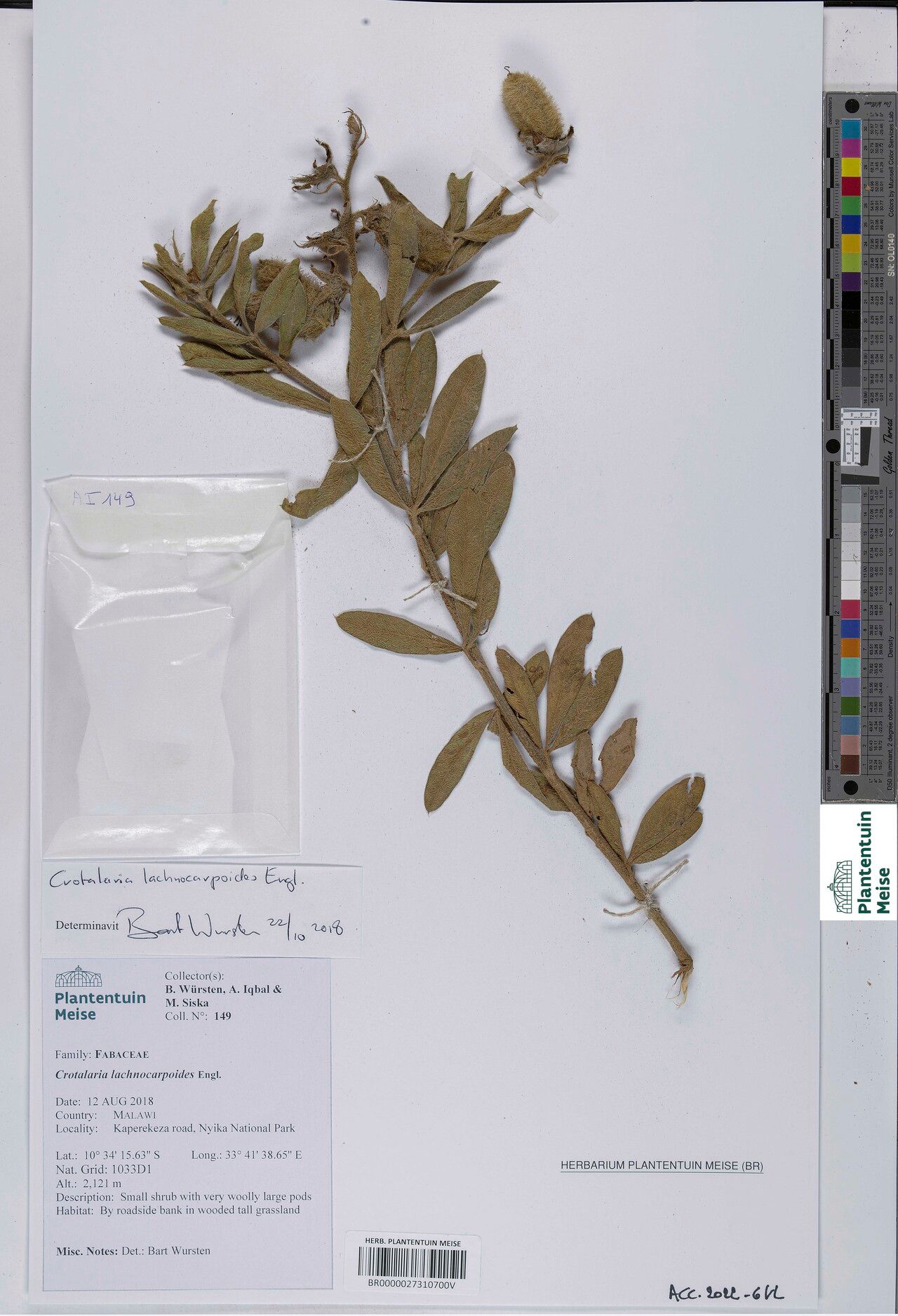 Crotalaria lachnocarpoides — houseplant care guide