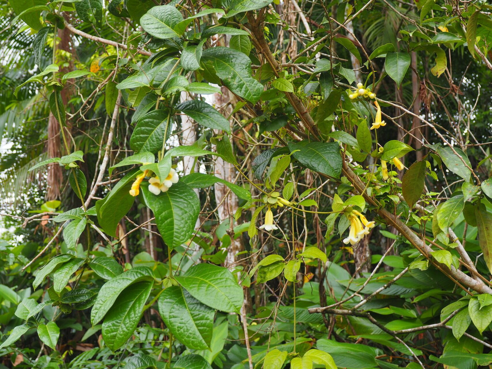 Anemopaegma paraense — houseplant care guide