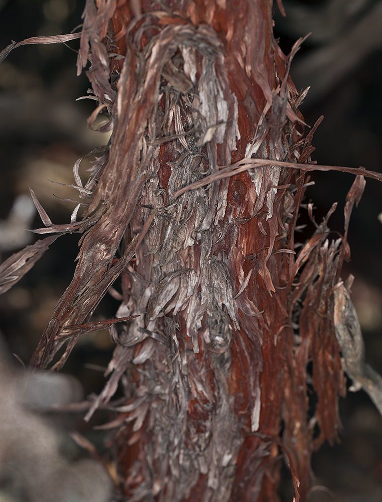 Arctostaphylos tomentosa bark