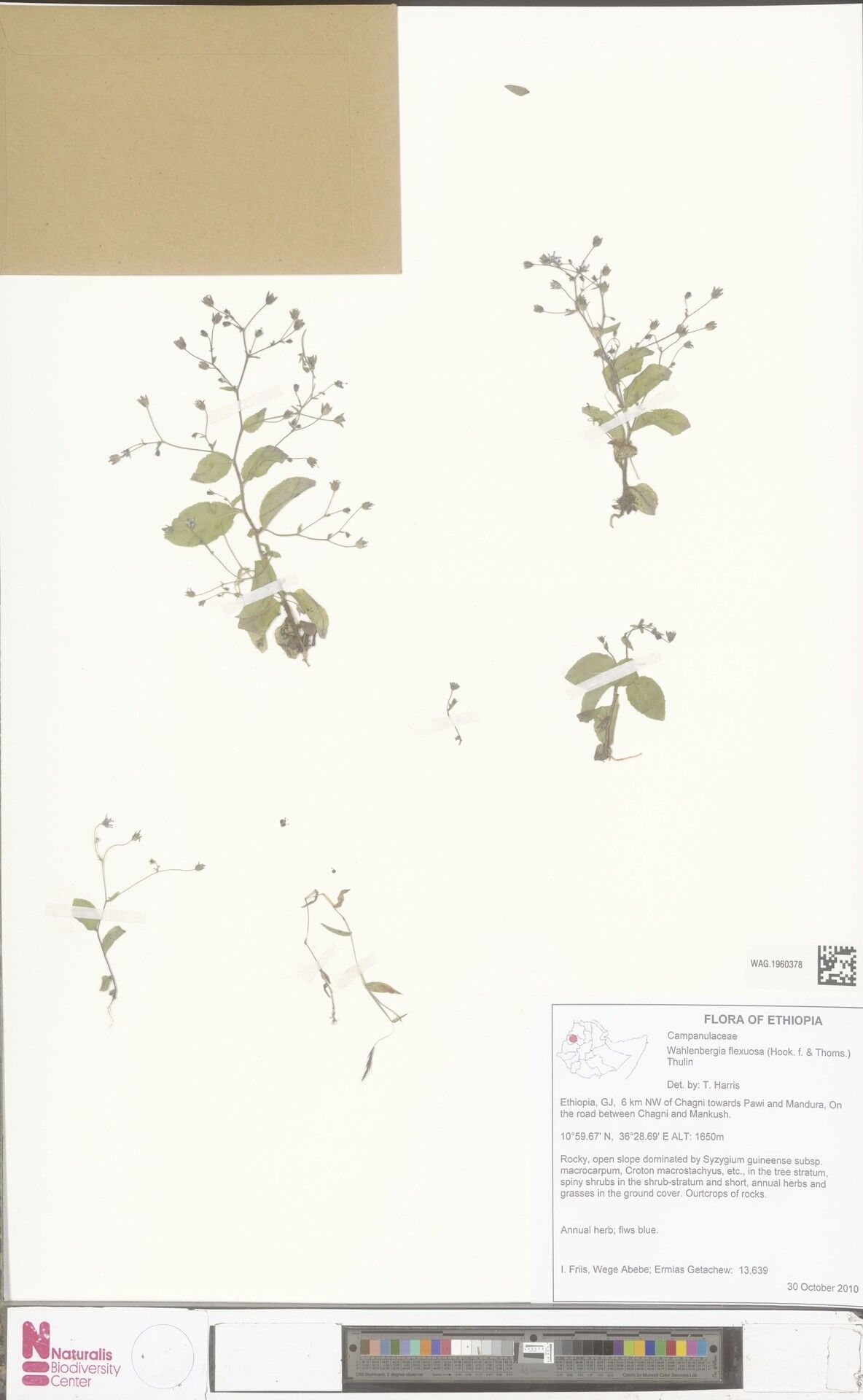 Wahlenbergia flexuosa — houseplant care guide