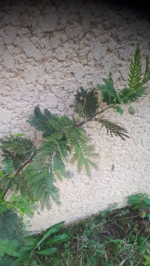 Vachellia campeachiana — search result for 'Vachellia'