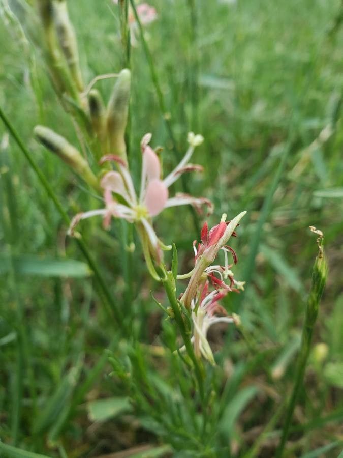 Oenothera suffrutescens flower
