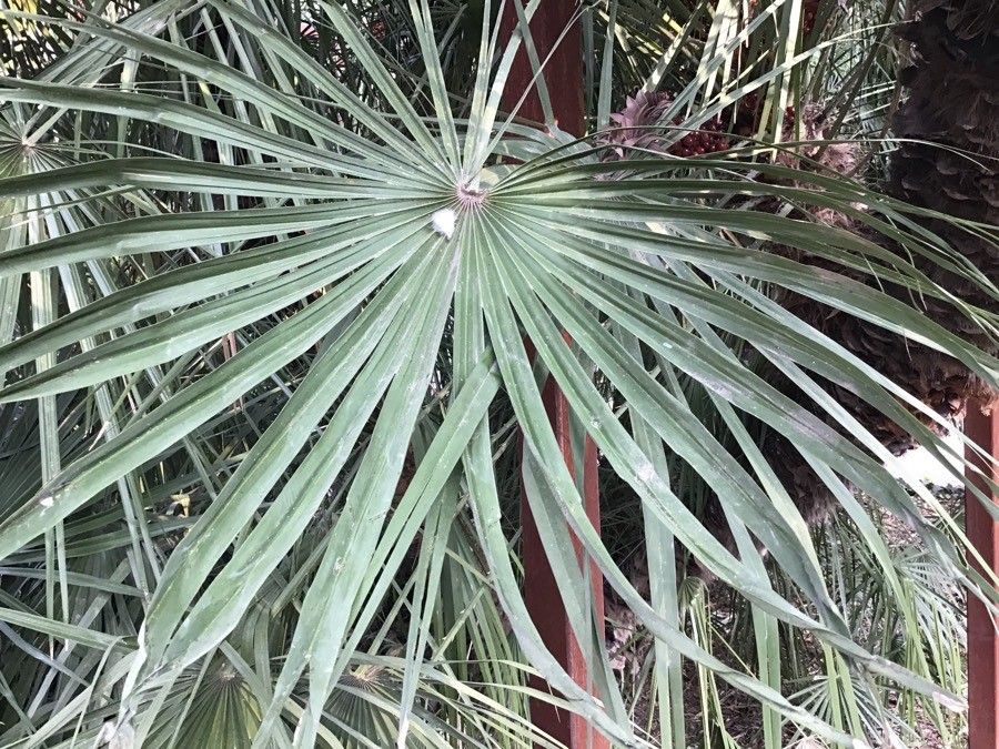 Syagrus coronata — houseplant care guide