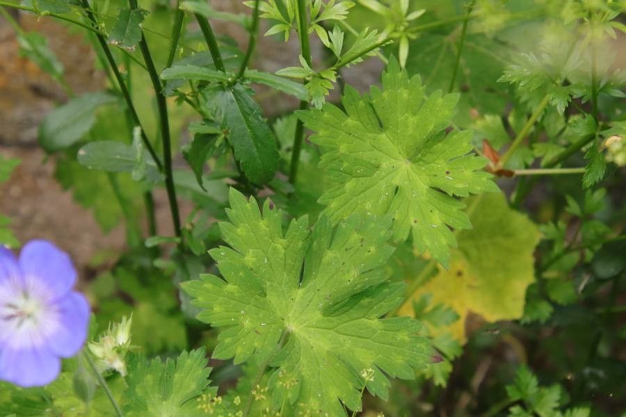 Geranium erianthum — search result for 'Geranium'