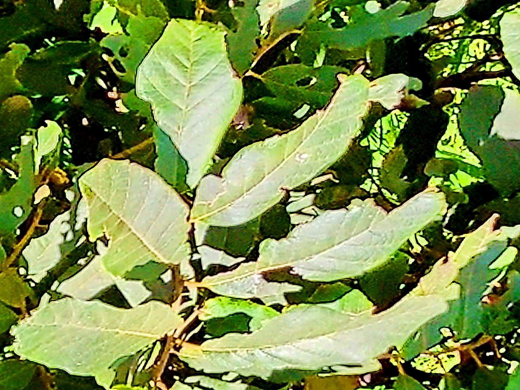 Cupaniopsis tomentella — search result for 'Cupaniopsis'