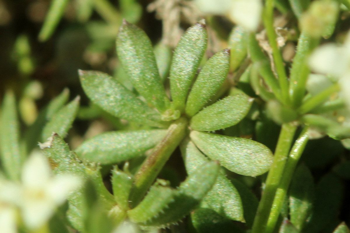 Galium pseudohelveticum — houseplant care guide