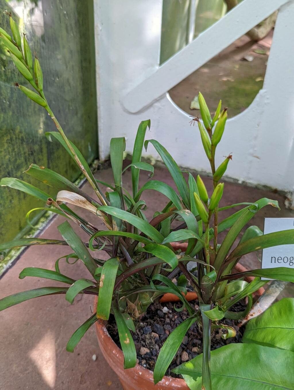 Vriesea neoglutinosa habit