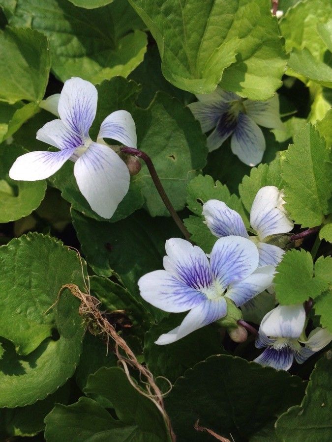 Viola Melissifolia flower