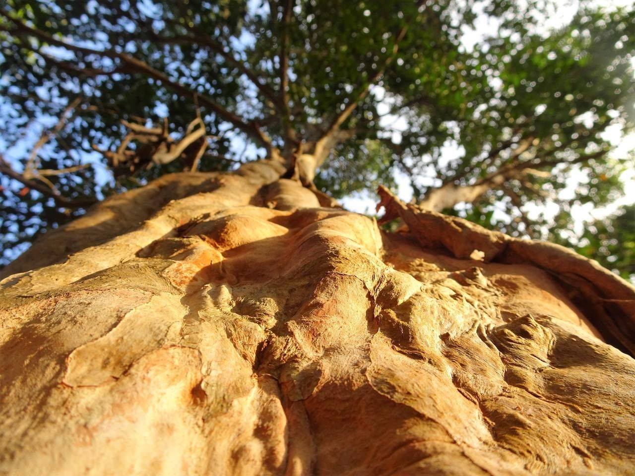Pimenta racemosa fruit