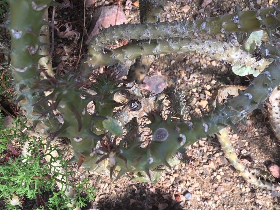 Pelargonium echinatum bark