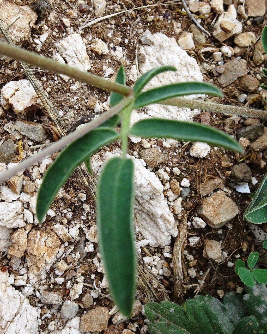 Anthyllis vulneraria — search result for 'Anthyllis'