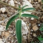 Anthyllis vulneraria