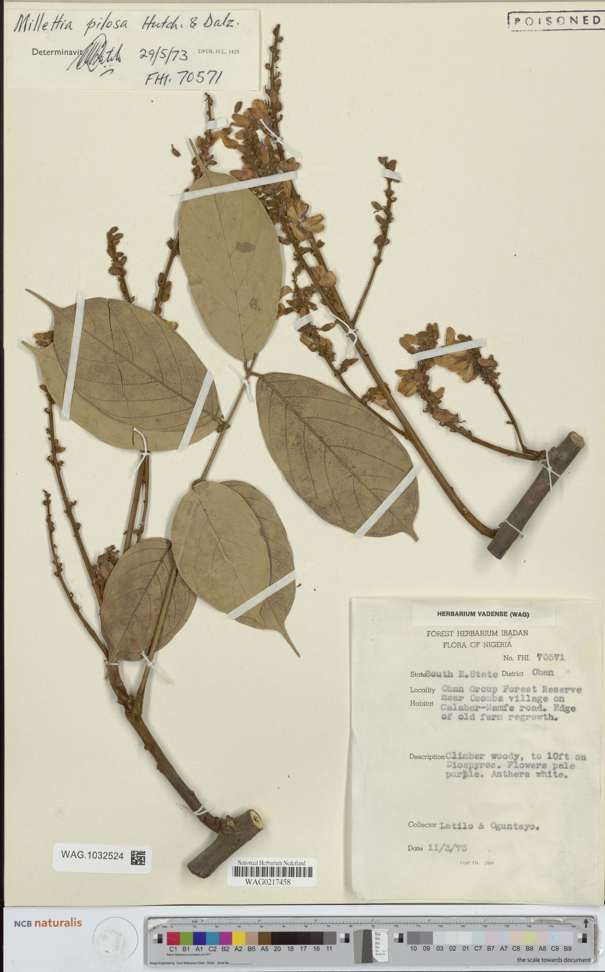 Millettia pilosa — houseplant care guide