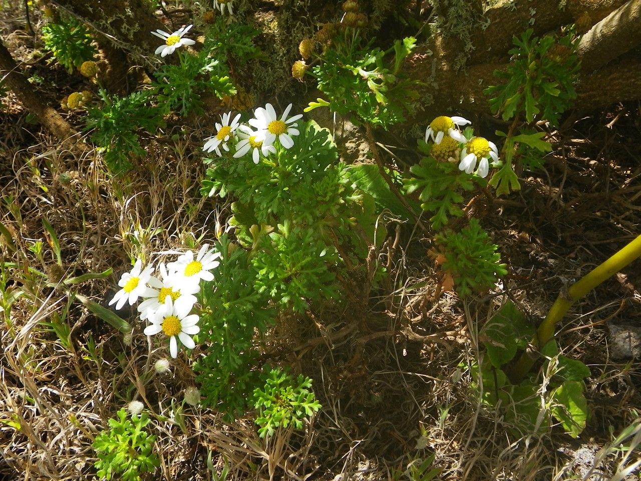 Argyranthemum hierrense habit