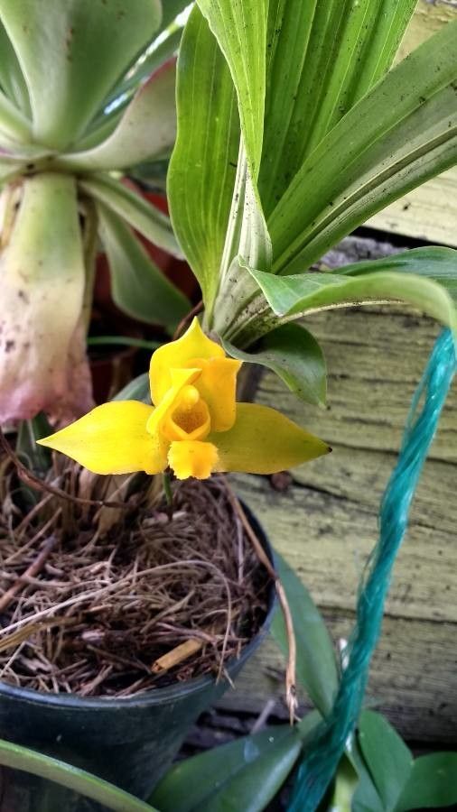 Lycaste bradeorum flower