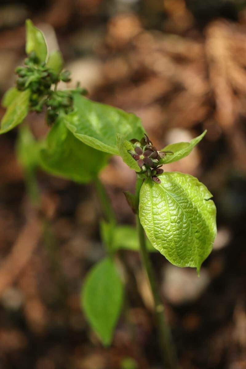 Vincetoxicum magnificum — search result for 'Vincetoxicum'