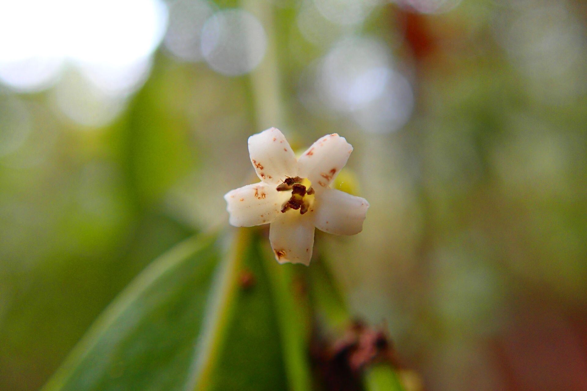 Gynochthodes montana flower