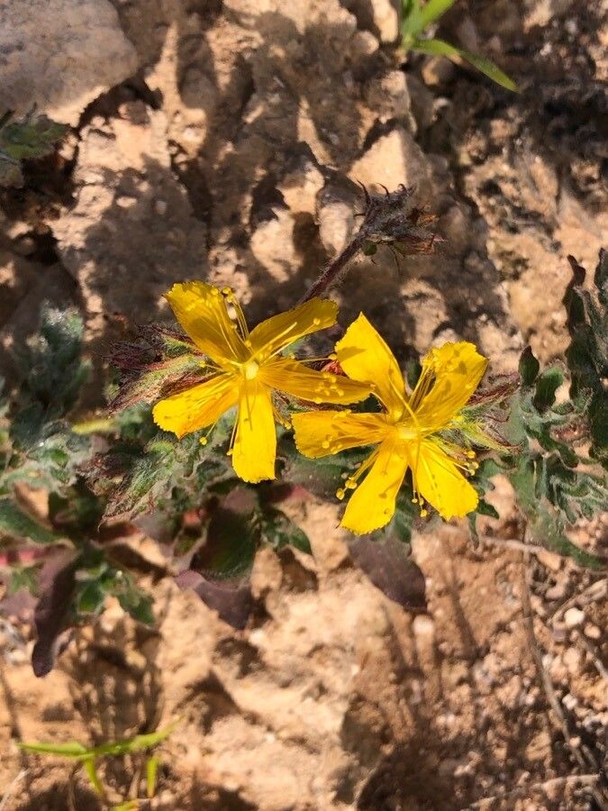Hypericum pubescens — search result for 'Hypericaceae'
