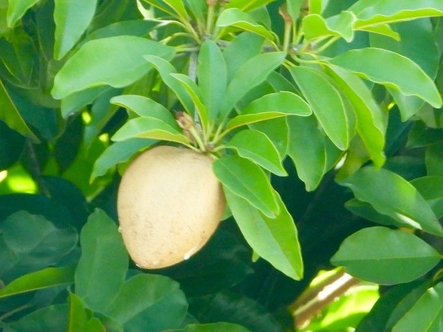 Manilkara zapota leaf
