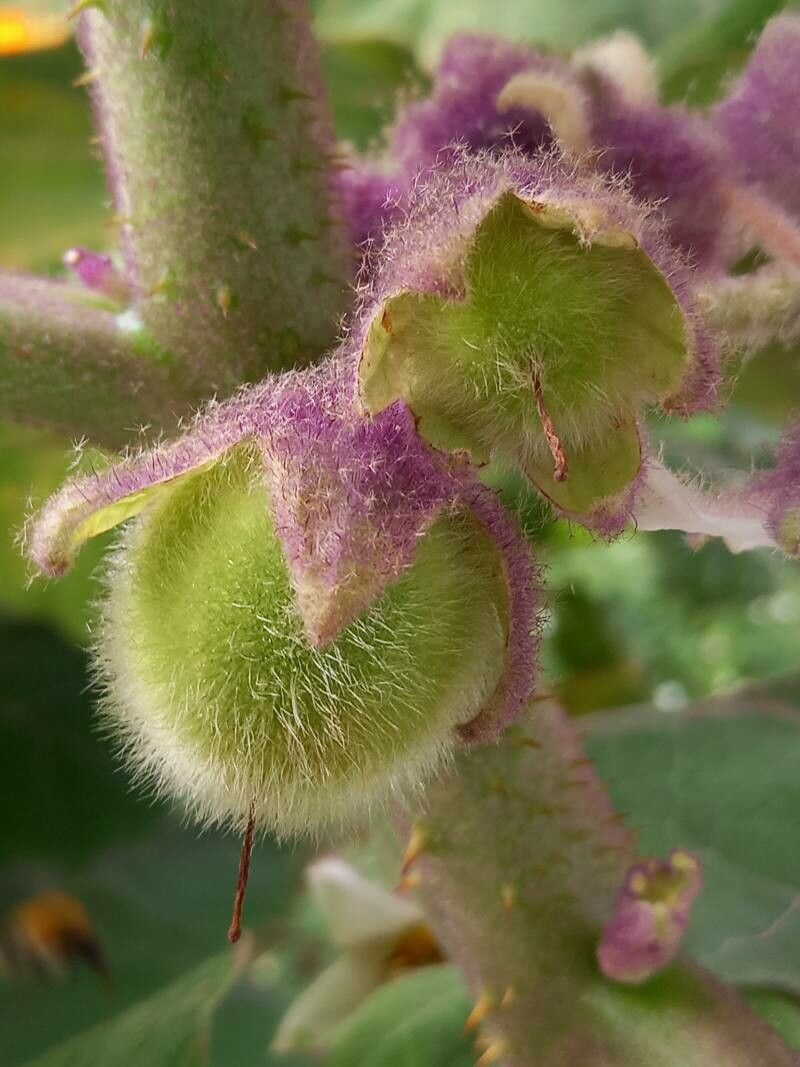 Solanum quitoense fruit