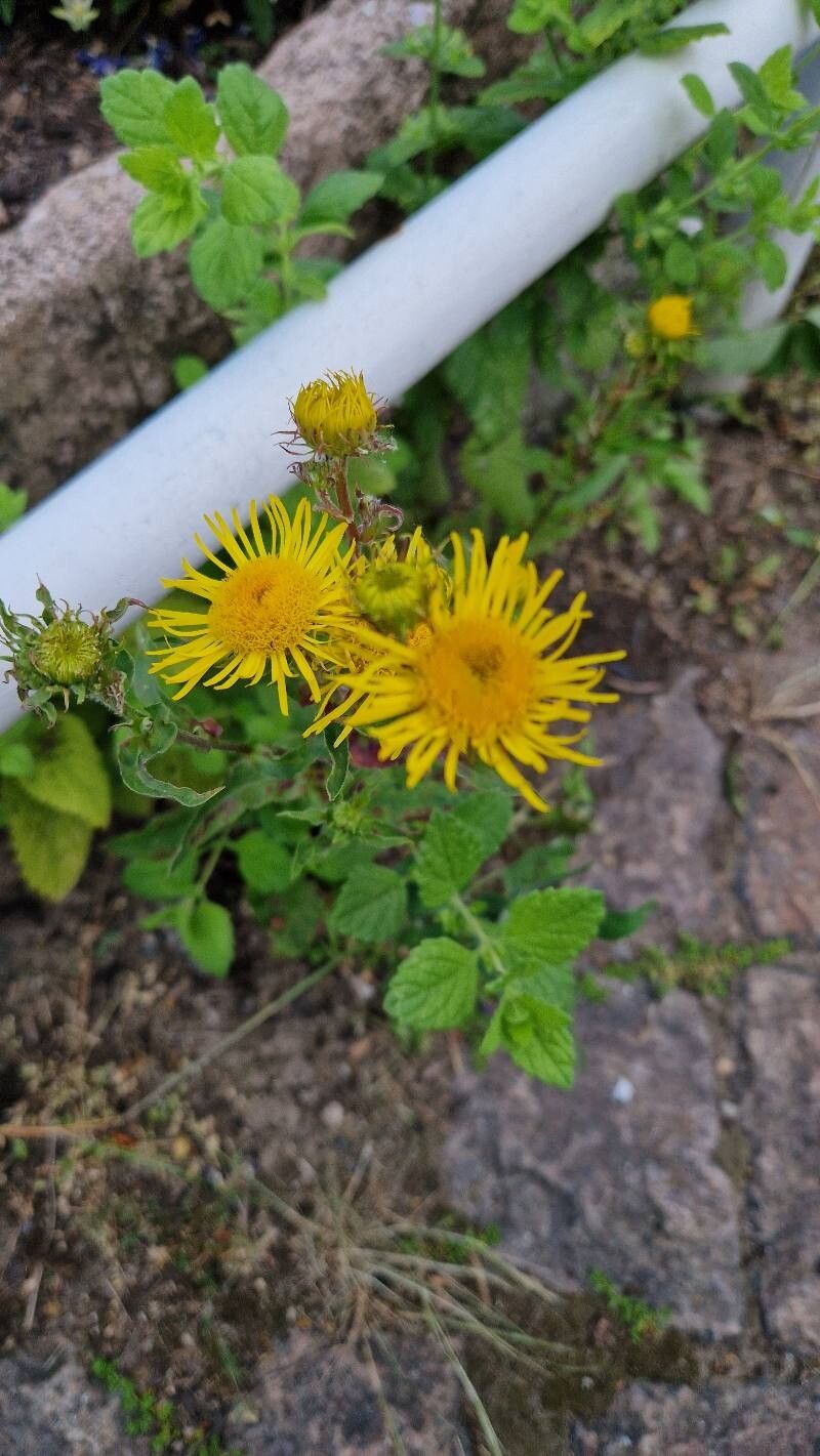 Pentanema britannica flower