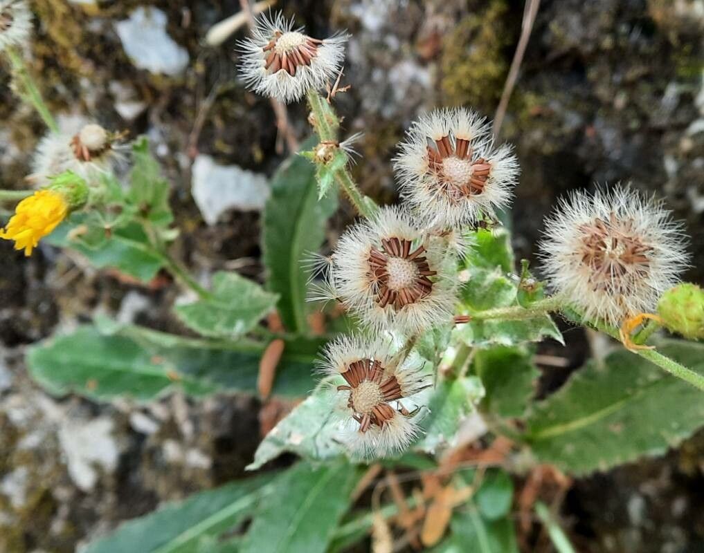Hieracium amplexicaule fruit